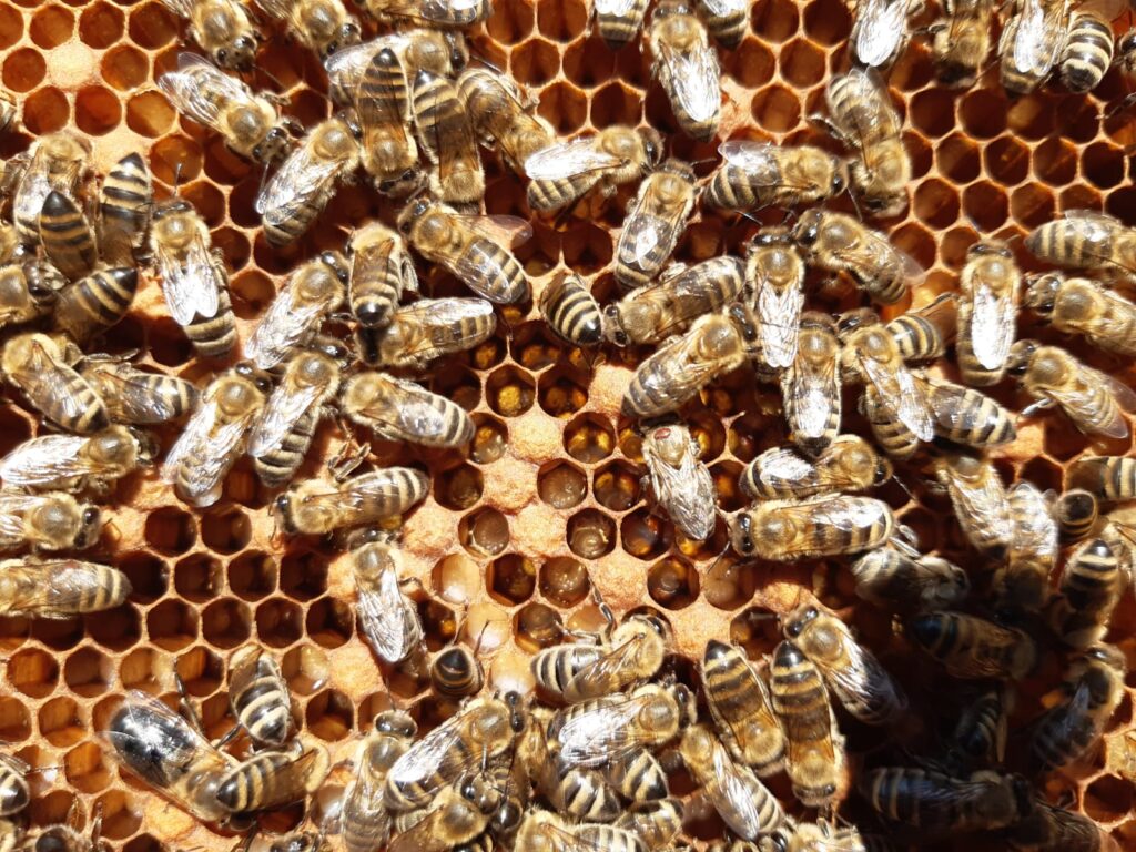 Zlínské včelařské dotace 2023