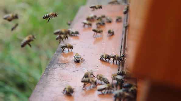 Včelstva a oddělky Včelařství Sedlákovi
